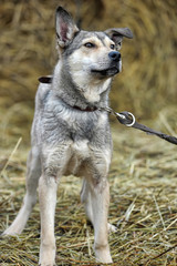 light gray dog half-breed on a background of hay