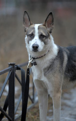 white with a gray and brown young dog pooch on a leash