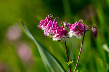 Pink rural flowers in green grass