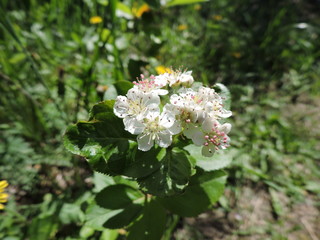Blooming  sunny meadow