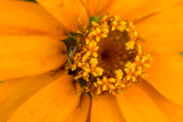 close up of orange flower shallow depth of field 