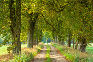 Avenue of Horse Chestnut Trees through Rural Landscape