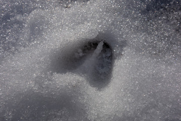 Fototapeta premium Rehspuren im Schnee