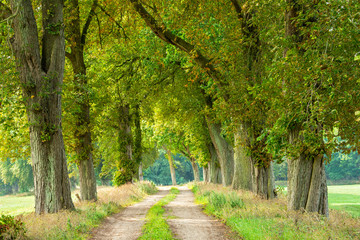 Feldweg durch Kastanien-Allee