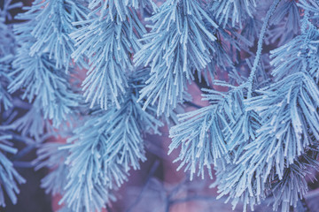 Pine branches covered with rime. Vintage natural winter background. Winter nature. Snowy forest. Christmas background.