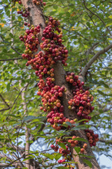 Fototapeta premium The fruit of Ficus Racemos.The common name Fig fruit,cluster fig tree, Indian fig tree or gular fig.