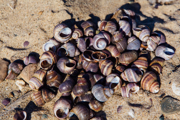 Two wedding rings on the sea snails shells background