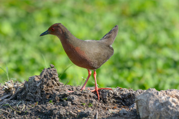 Ruddy-breasted Crake