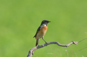 Eastern Stonechat (Saxicola stejnegeri) on tree branch in sunny day