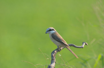 Brown Shrike stand alone on wooden branch