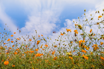 Beautiful blooming yellow cosmos flower with clouds and blue sky. Landscape and botany image.