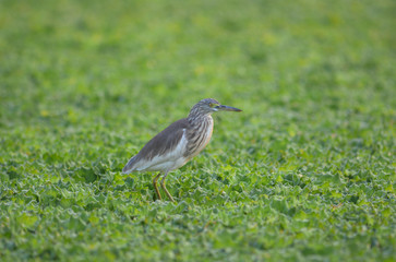 Chinese Pond Heron in swamp