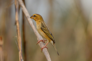 Baya Weaver in the nature background