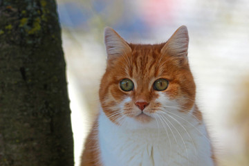 fluffy ginger cat sitting beside a tree, looking into camera