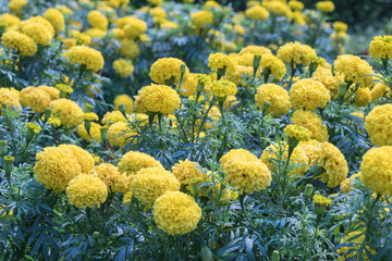 Obraz na płótnie Canvas Marigold flowers in the garden.Yellow and green background.