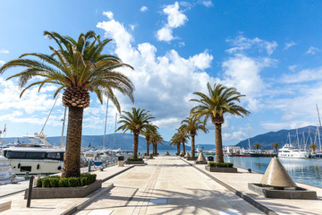 yachts and palms in a luxurious marina