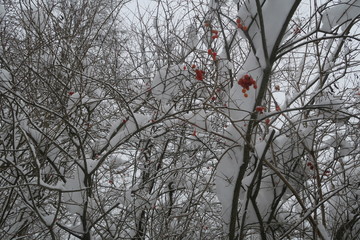 rote Beeren am Strauch im Schnee Winter 