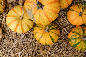 Many type of ripe orange pumpkin on hay.Copy space and Image.
