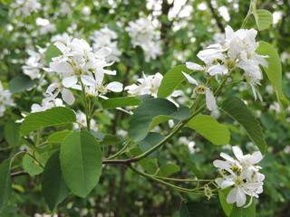 white flowers of apple tree in spring