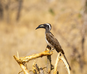 African Grey Hornbill