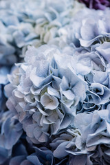 Beautiful blossoming tender blue and purple hydrangea flowers texture, close up view