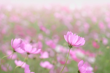 Pink cosmos flowers with in natural Cosmos field. Freshness and background concept.