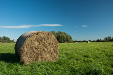 Large bale of mown hay lying on a green meadow and white cloud on blue sky
