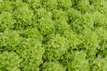 Close up of fresh green Lettuce leaves for background and texture.