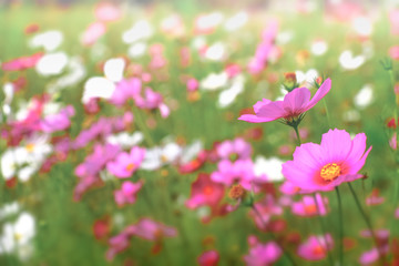 Pink cosmos flowers with in natural Cosmos field. Freshness and background concept.