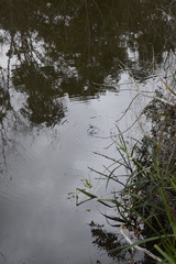 Reflexo de floresta em água