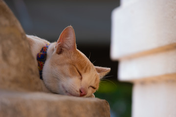 Cute Brown and white cat sleep. Cat is small mammal which it same as tiger family.- Image.