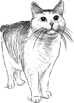 A hand drawing of a watching domestic cat
