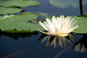Beautiful white of water lily or lotus with with reflections on surface of water in pond. Side view and peace concept.