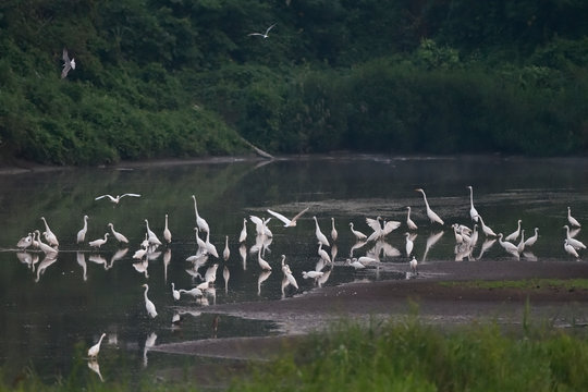 Egrets gathered at Yangtze river china