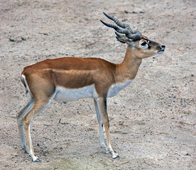 Blackbuck. Latin name - Antilope cervicapra