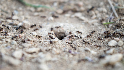 Colony of ants around the anthill