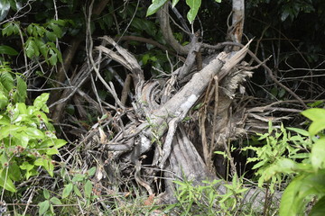 Obraz premium Tronco de árvore quebrado em floresta tropical