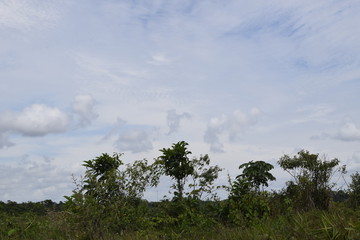 Horizonte de floresta tropical e céu azul