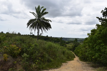 Fototapeta na wymiar Estrada de terra entre floresta tropical, palmeira 