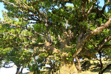 very old laurel tree, madeira, Portugal