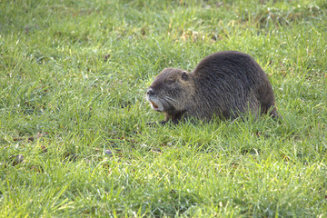 european otter, nutria