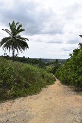 Estrada de terra entre floresta tropical, palmeira