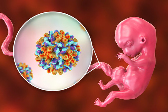 Transplacental transmission of Hepatitis B viruses to human embryo, 3D illustration