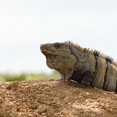Perching Iguana