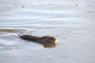 Fototapeta premium otter in water, nutria