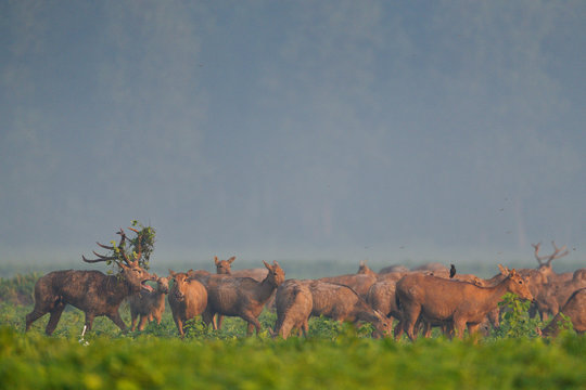 P&egrave;re Davids deer or Milu herd