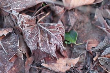 Brown leaves on the floor with hoarfrost.
