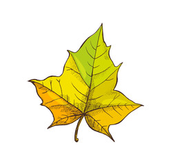 Maple Leaf Shaped Foliage Isolated Icon Vector