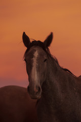 Wild Horse Portrait at Sunset
