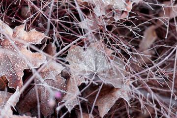 Brown leaves on the floor with hoarfrost.